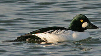 Common Goldeneye