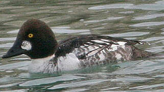 Common Goldeneye