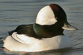 Bufflehead