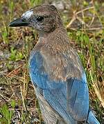 Florida Scrub Jay