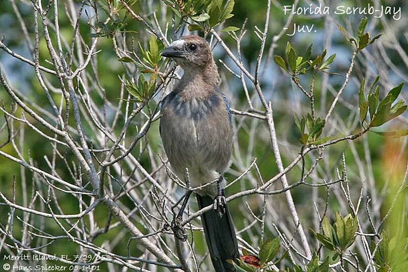 Florida Scrub Jay