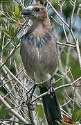 Florida Scrub Jay