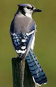 Blue Jay