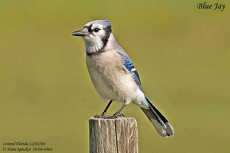 Blue Jay