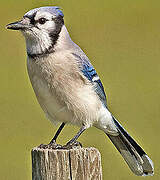 Blue Jay