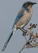 California Scrub Jay