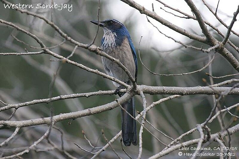 California Scrub Jay