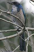 California Scrub Jay