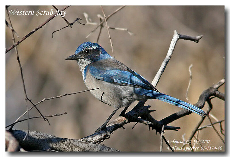 California Scrub Jayadult