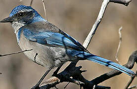 California Scrub Jay