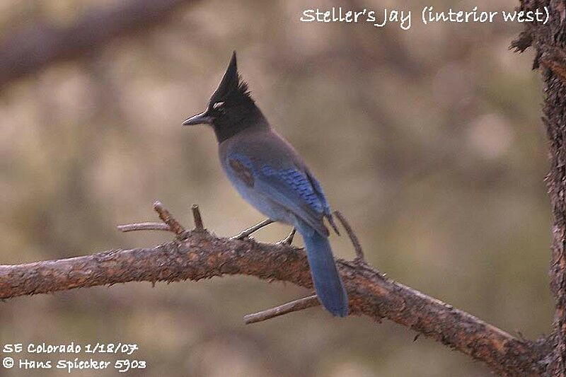 Steller's Jay