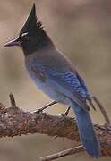 Steller's Jay