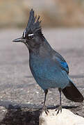 Steller's Jay