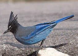 Steller's Jay