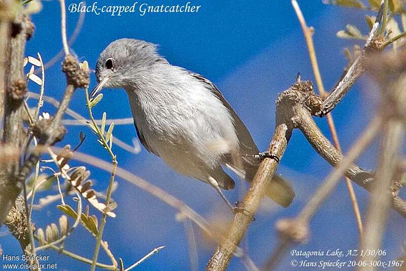 Black-capped Gnatcatcher