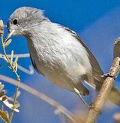 Black-capped Gnatcatcher