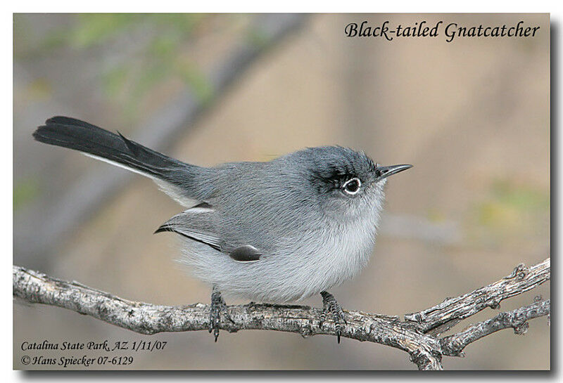 Black-tailed Gnatcatcheradult