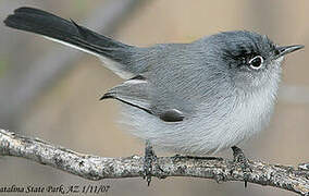 Black-tailed Gnatcatcher