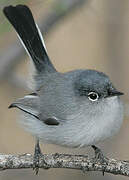 Black-tailed Gnatcatcher