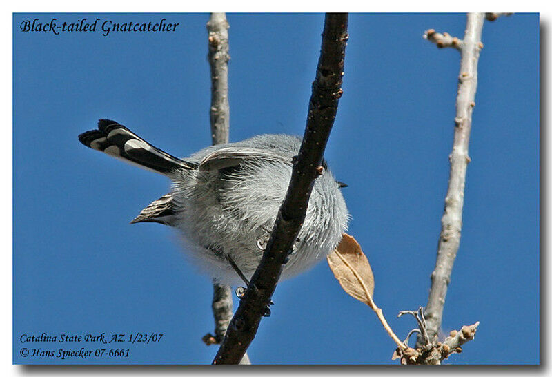 Black-tailed Gnatcatcheradult