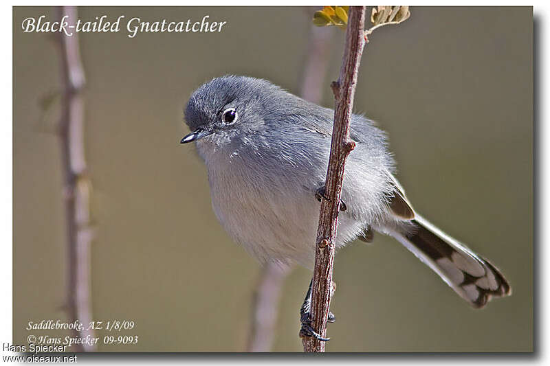 Black-tailed Gnatcatcher - Species Information and Photos