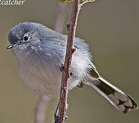 Black-tailed Gnatcatcher