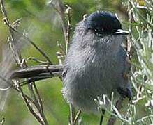 California Gnatcatcher