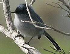 California Gnatcatcher