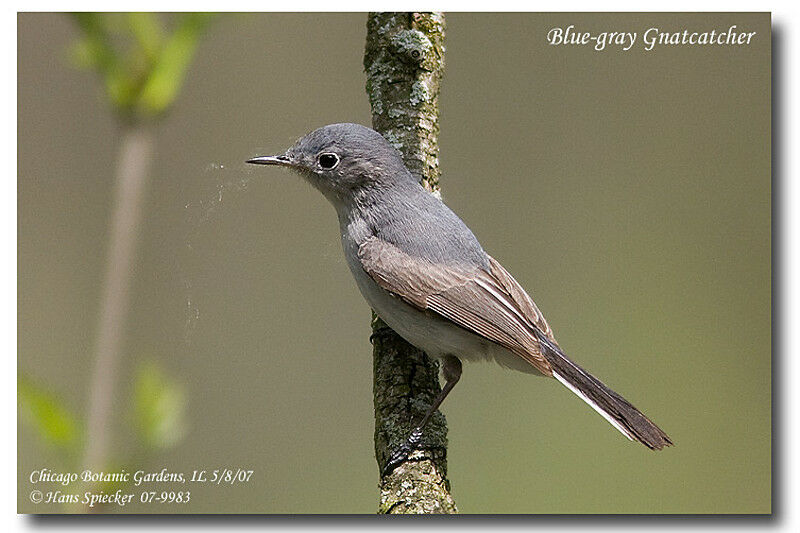 Blue-grey Gnatcatcheradult