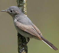 Blue-grey Gnatcatcher