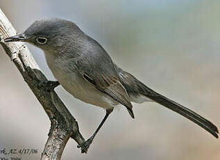 Gobemoucheron gris-bleu