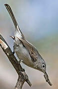 Blue-grey Gnatcatcher