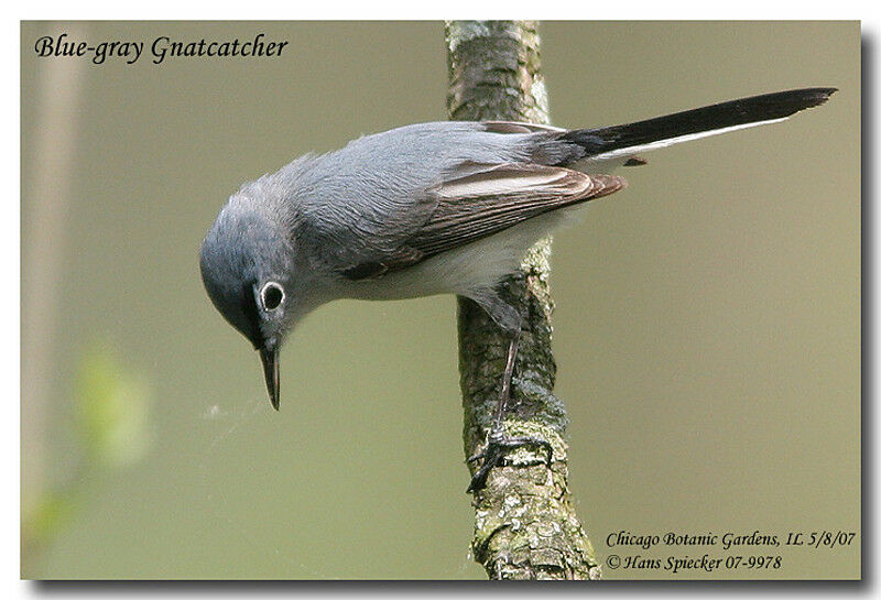 Gobemoucheron gris-bleuadulte