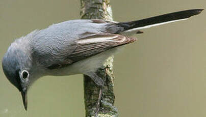 Gobemoucheron gris-bleu