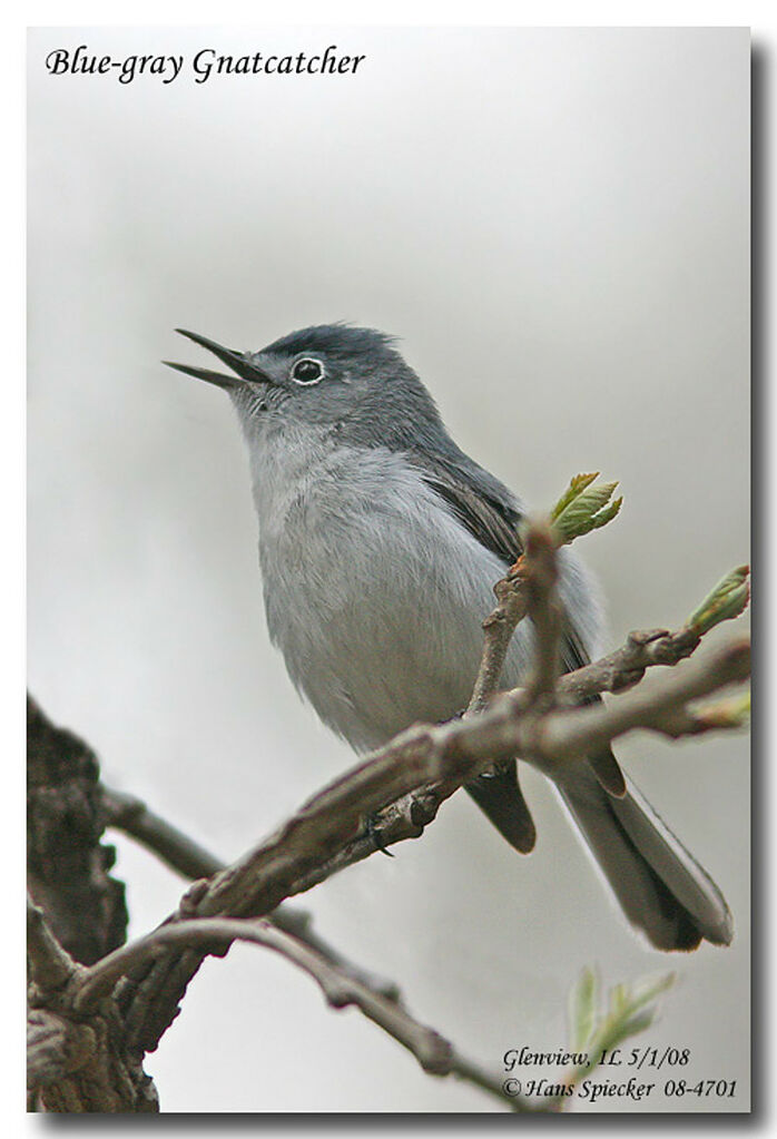 Gobemoucheron gris-bleuadulte