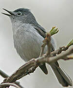 Gobemoucheron gris-bleu