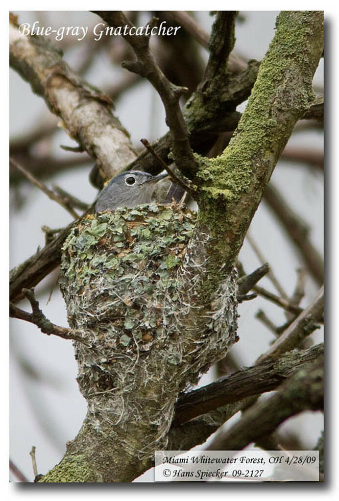 Blue-grey Gnatcatcher male adult