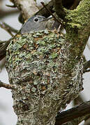 Blue-grey Gnatcatcher