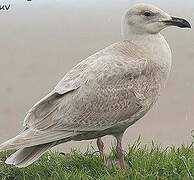 Glaucous-winged Gull