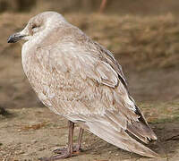 Glaucous-winged Gull