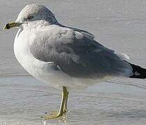 Ring-billed Gull