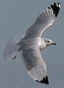 Ring-billed Gull