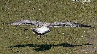 Ring-billed Gull