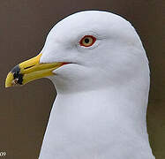 Ring-billed Gull