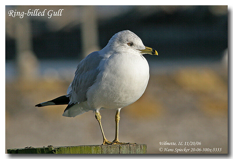 Ring-billed Gulladult post breeding