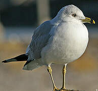 Ring-billed Gull