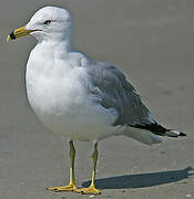 Ring-billed Gull