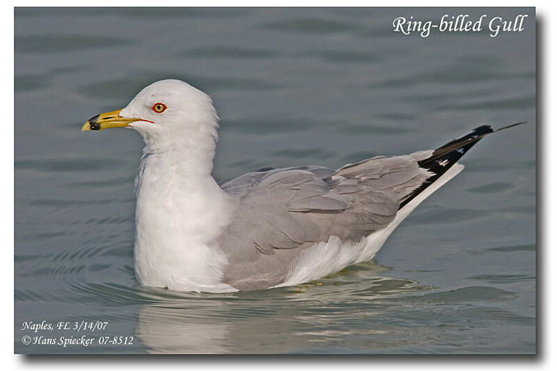 Ring-billed Gulladult breeding