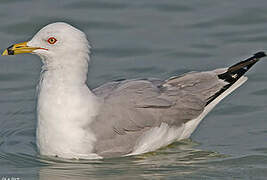 Ring-billed Gull