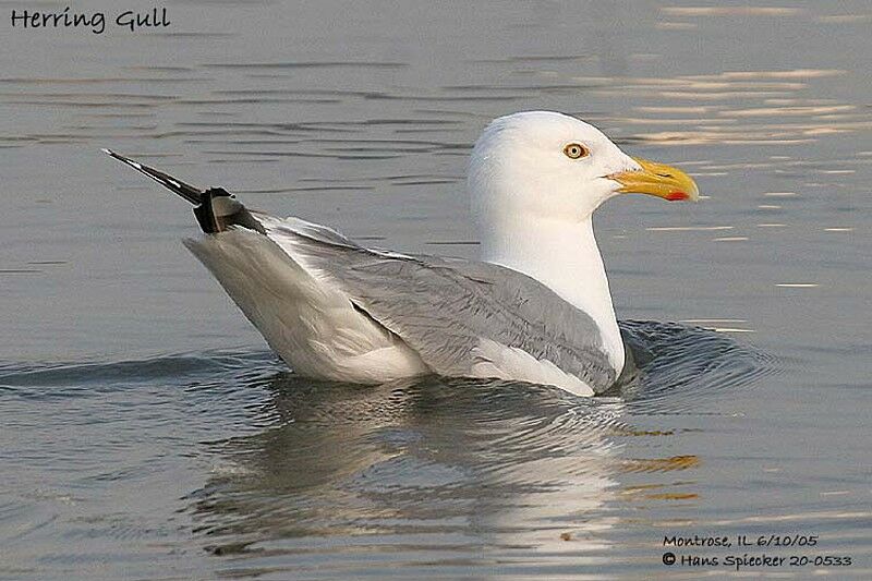 American Herring Gull